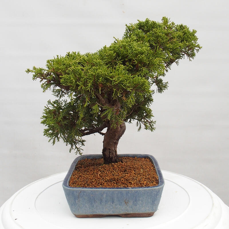 Outdoor bonsai - Juniperus chinensis Itoigawa - Chinese juniper