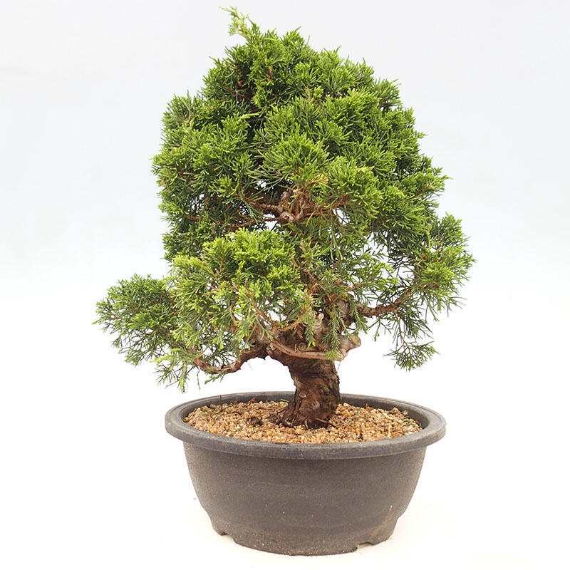 Outdoor-Bonsai - Juniperus chinensis Itoigawa-Chinesischer Wacholder