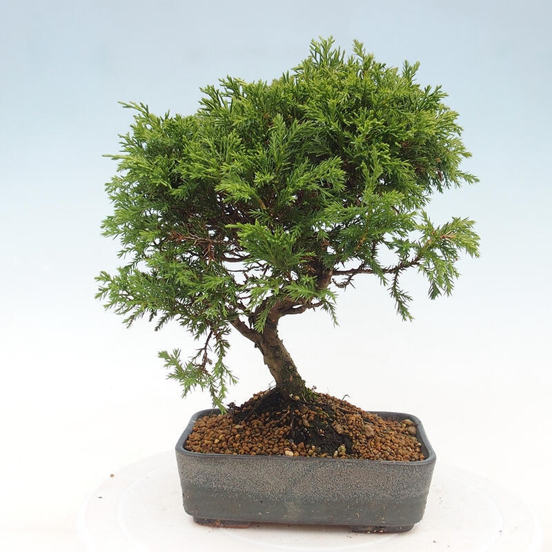 Outdoor bonsai - Juniperus chinensis Itoigawa - Chinese juniper