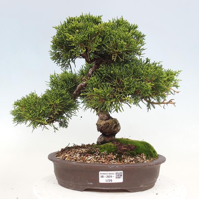 Bonsai im Freien - Juniperus chinensis Itoigawa-Chinesischer Wacholder