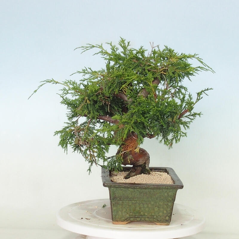 Outdoor bonsai - Juniperus chinensis Itoigawa - Chinese juniper