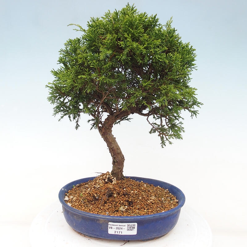 Outdoor bonsai - Juniperus chinensis Itoigawa - Chinese juniper