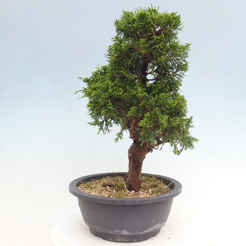 Outdoor bonsai - Juniperus chinensis Itoigawa - Chinese juniper