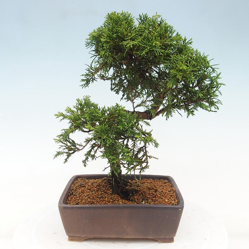 Outdoor bonsai - Juniperus chinensis Itoigawa - Chinese juniper