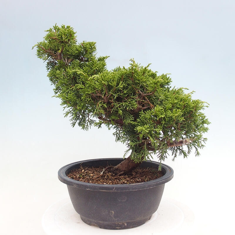 Outdoor bonsai - Juniperus chinensis Itoigawa - Chinese juniper