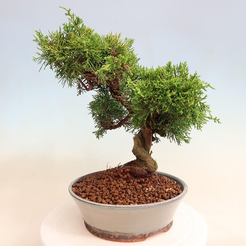 Outdoor bonsai - Juniperus chinensis Itoigawa - Chinese juniper