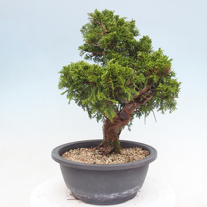 Outdoor bonsai - Juniperus chinensis Itoigawa - Chinese juniper