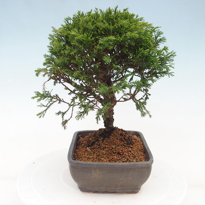 Outdoor bonsai - Juniperus chinensis Itoigawa - Chinese juniper