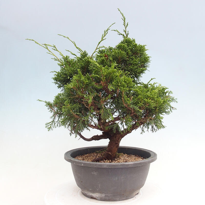 Outdoor bonsai - Juniperus chinensis Itoigawa - Chinese juniper