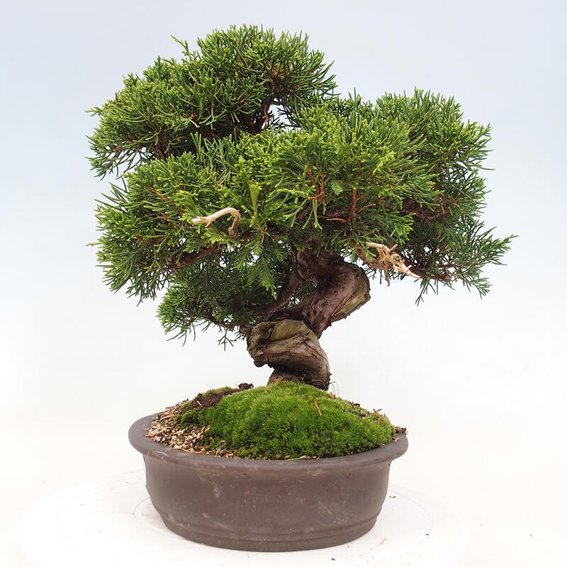 Bonsai im Freien - Juniperus chinensis Itoigawa-Chinesischer Wacholder