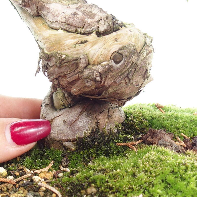 Bonsai im Freien - Juniperus chinensis Itoigawa-Chinesischer Wacholder