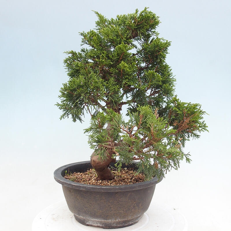 Outdoor bonsai - Juniperus chinensis Itoigawa - Chinese juniper