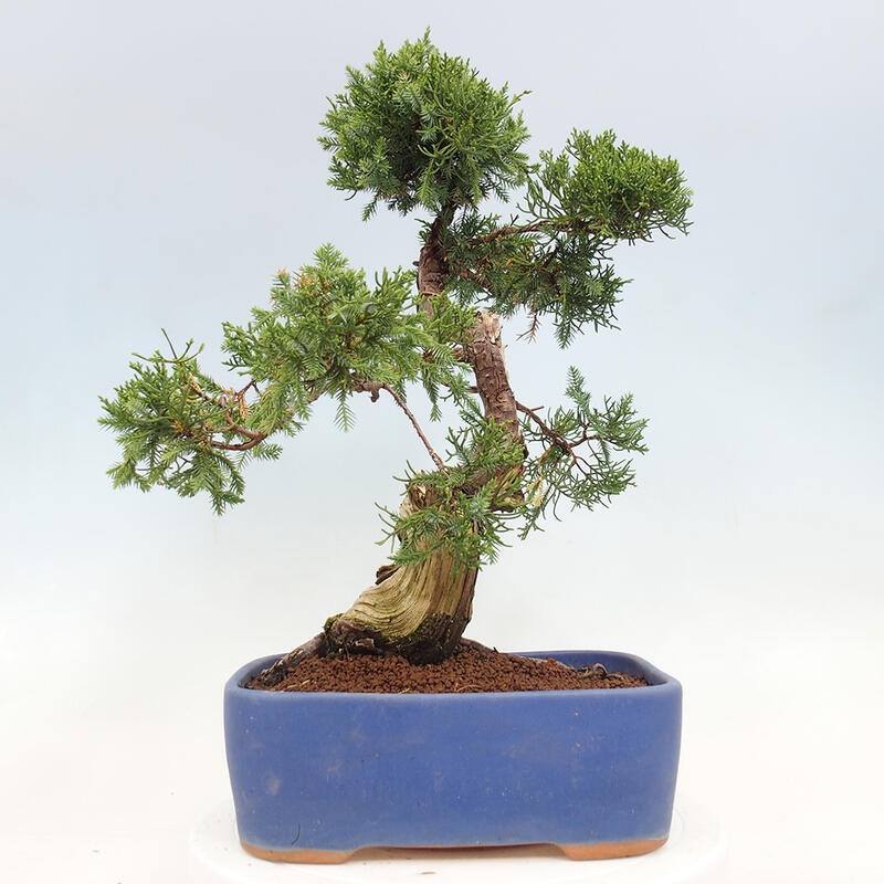 Bonsai im Freien - Juniperus chinensis Itoigawa-Chinesischer Wacholder