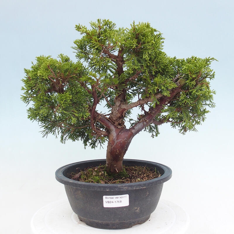 Outdoor bonsai - Juniperus chinensis Itoigawa - Chinese juniper