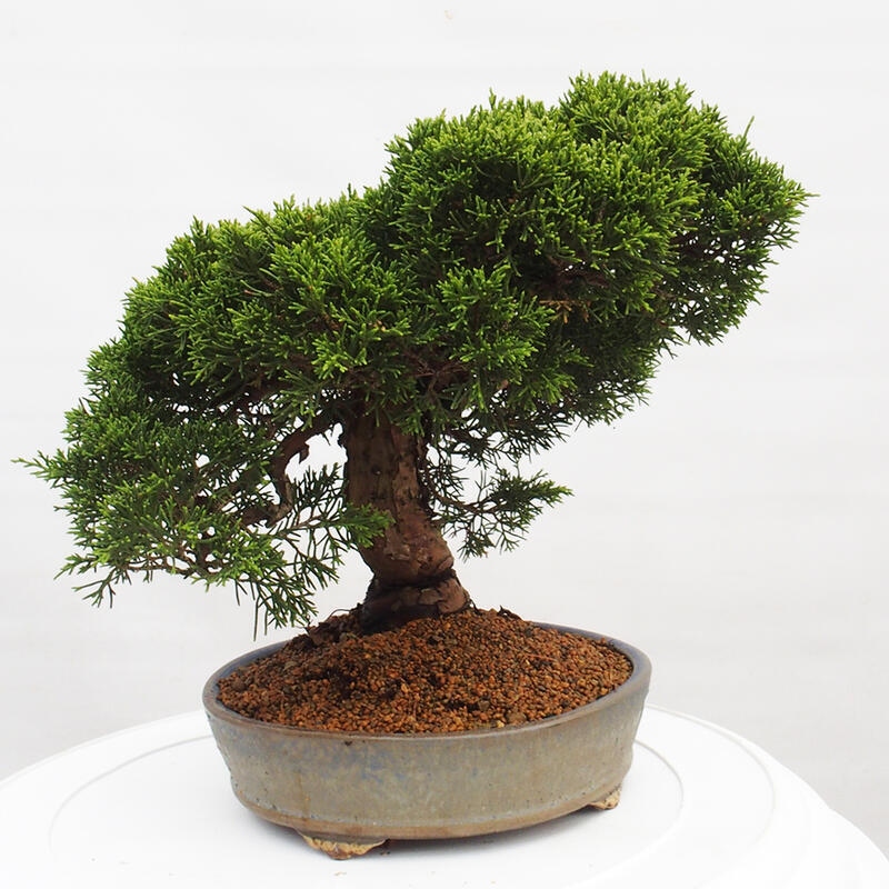 Outdoor bonsai - Juniperus chinensis Itoigawa - Chinese juniper