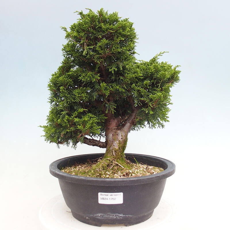 Outdoor bonsai - Juniperus chinensis Itoigawa - Chinese juniper