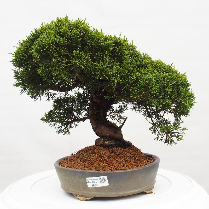 Outdoor bonsai - Juniperus chinensis Itoigawa - Chinese juniper