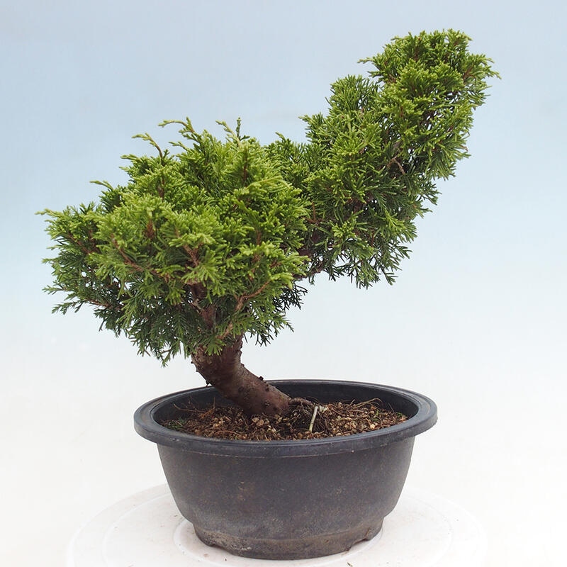 Outdoor bonsai - Juniperus chinensis Itoigawa - Chinese juniper