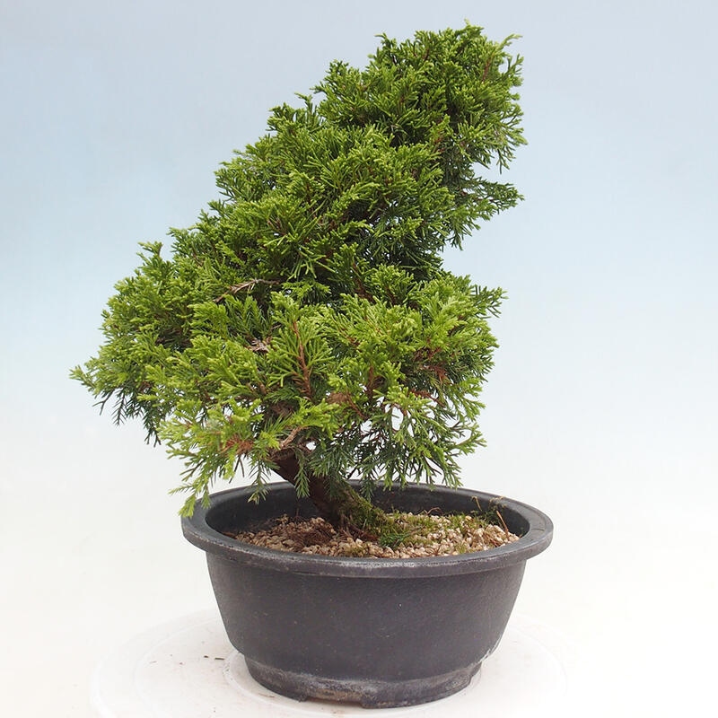 Outdoor bonsai - Juniperus chinensis Itoigawa - Chinese juniper