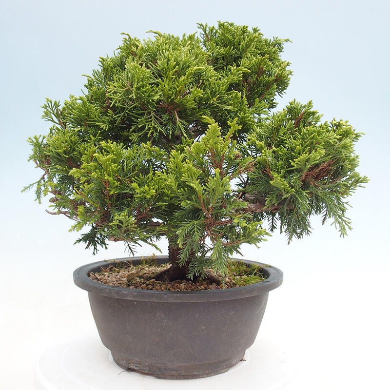 Outdoor bonsai - Juniperus chinensis Itoigawa - Chinese juniper