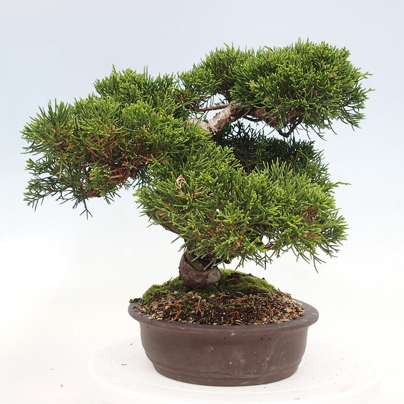 Bonsai im Freien - Juniperus chinensis Itoigawa-Chinesischer Wacholder