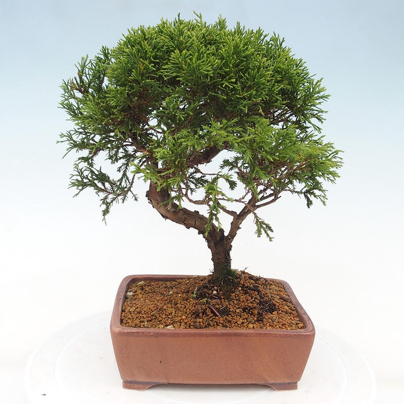 Outdoor bonsai - Juniperus chinensis Itoigawa - Chinese juniper