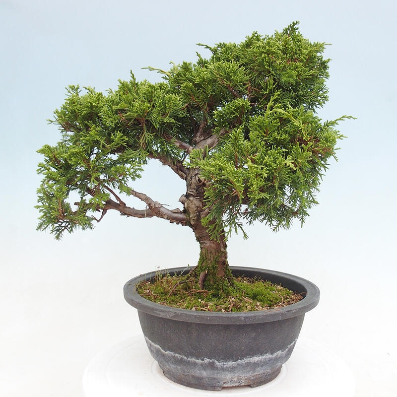 Outdoor bonsai - Juniperus chinensis Itoigawa - Chinese juniper