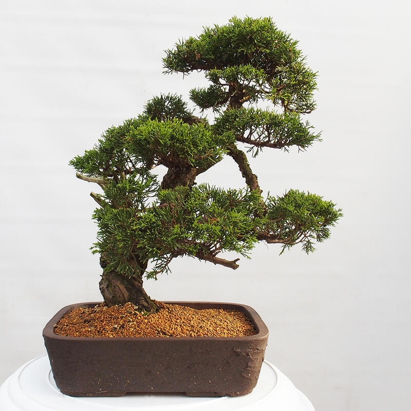 Outdoor bonsai - Juniperus chinensis Itoigawa - Chinese juniper