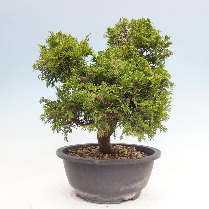 Outdoor bonsai - Juniperus chinensis Itoigawa - Chinese juniper