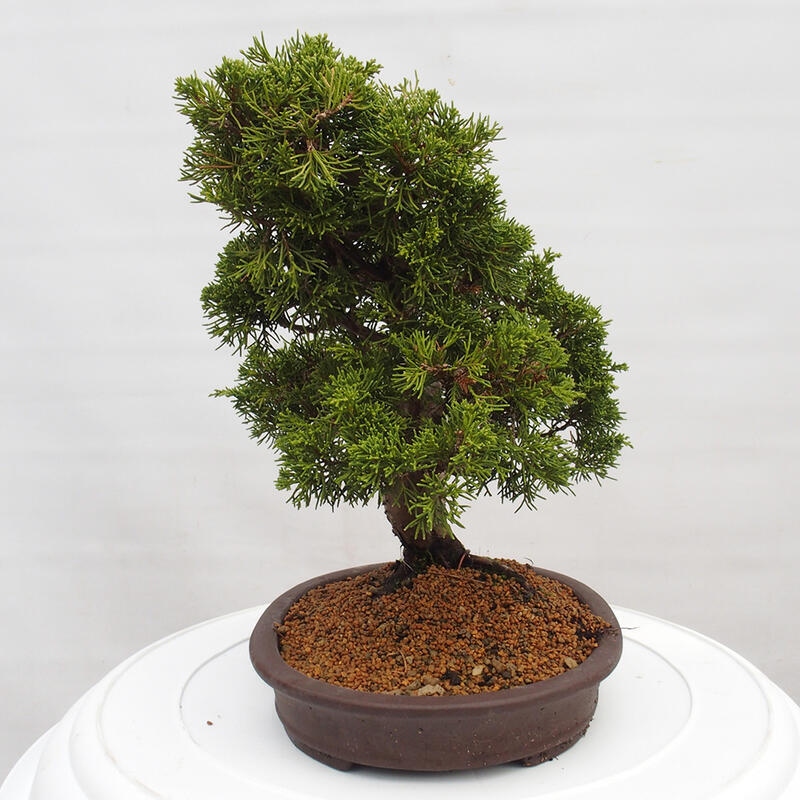 Outdoor bonsai - Juniperus chinensis Itoigawa - Chinese juniper