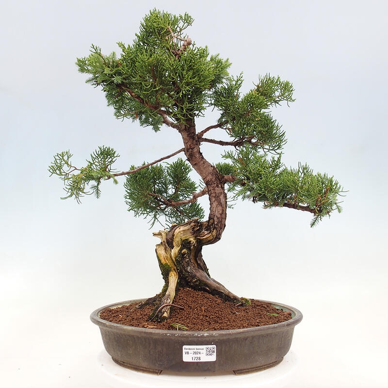 Bonsai im Freien - Juniperus chinensis Itoigawa-Chinesischer Wacholder