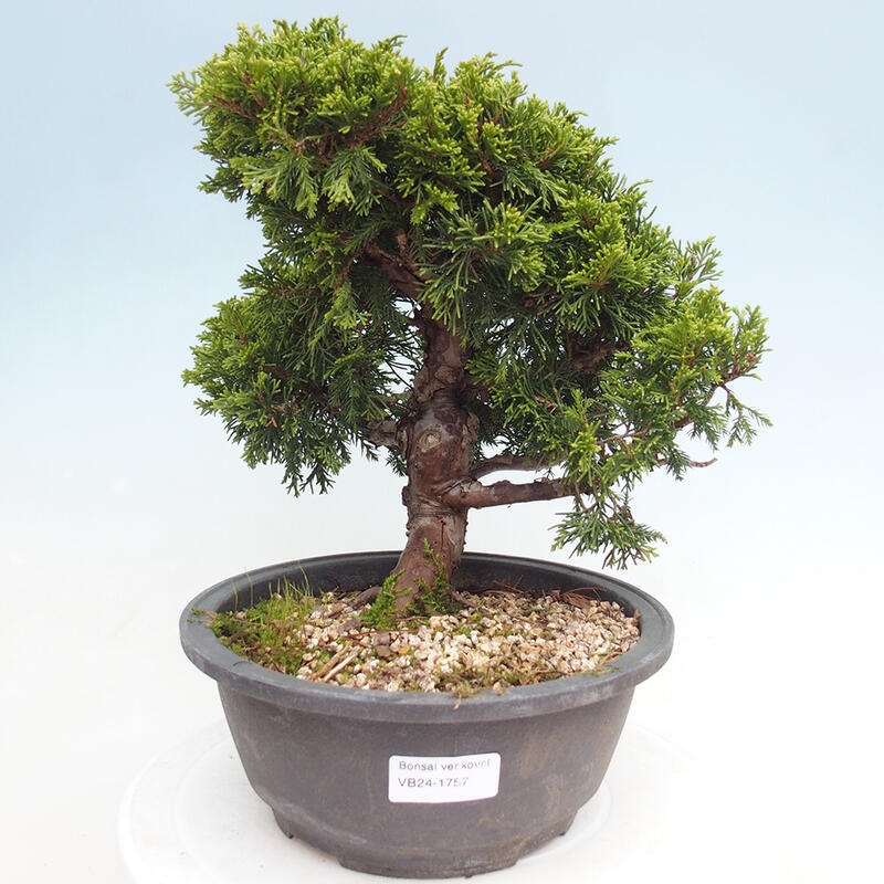 Outdoor bonsai - Juniperus chinensis Itoigawa - Chinese juniper