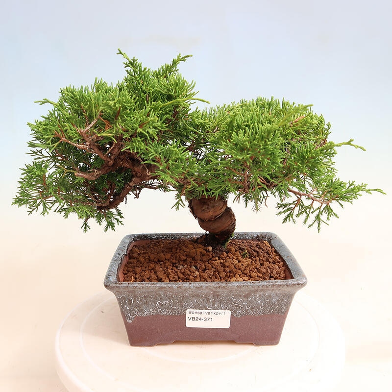 Outdoor bonsai - Juniperus chinensis Itoigawa - Chinese juniper