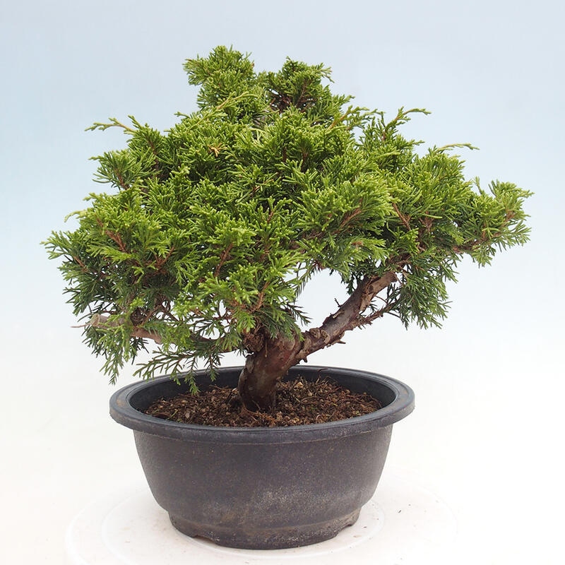 Outdoor bonsai - Juniperus chinensis Itoigawa - Chinese juniper