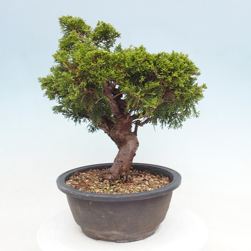 Outdoor bonsai - Juniperus chinensis Itoigawa - Chinese juniper