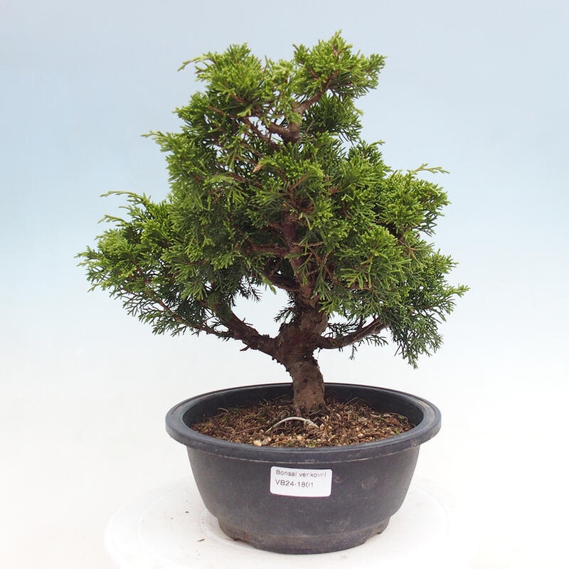 Outdoor bonsai - Juniperus chinensis Itoigawa - Chinese juniper