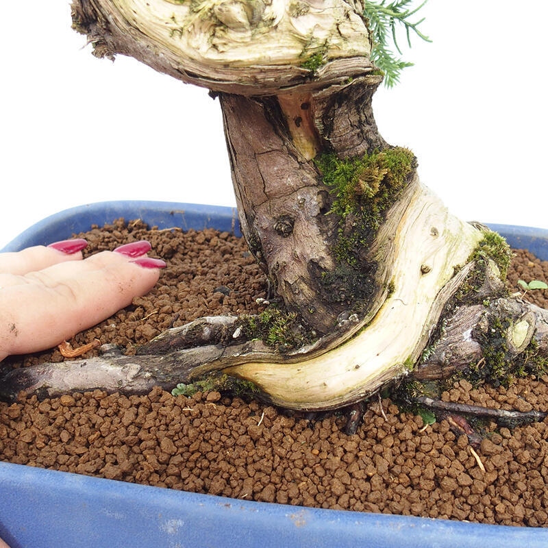 Bonsai im Freien - Juniperus chinensis Itoigawa-Chinesischer Wacholder