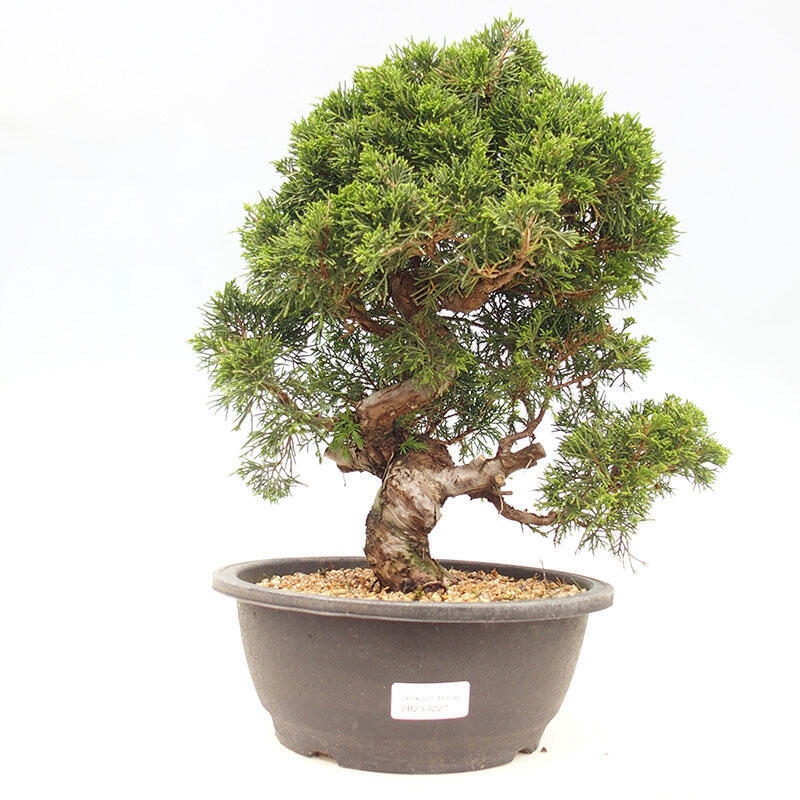 Outdoor-Bonsai - Juniperus chinensis Itoigawa-Chinesischer Wacholder