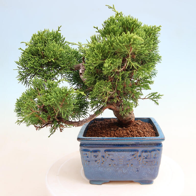 Outdoor bonsai - Juniperus chinensis Itoigawa - Chinese juniper