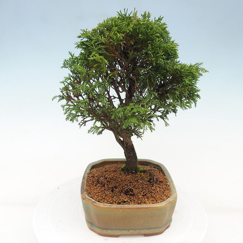 Outdoor bonsai - Juniperus chinensis Itoigawa - Chinese juniper