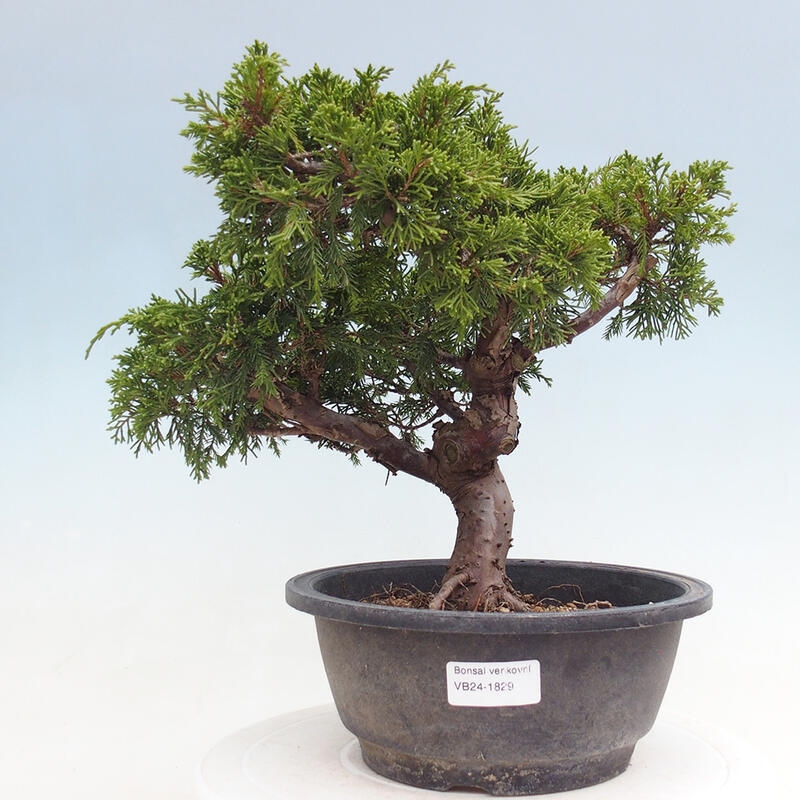 Outdoor bonsai - Juniperus chinensis Itoigawa - Chinese juniper