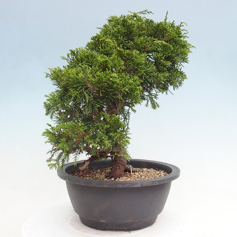 Outdoor bonsai - Juniperus chinensis Itoigawa - Chinese juniper