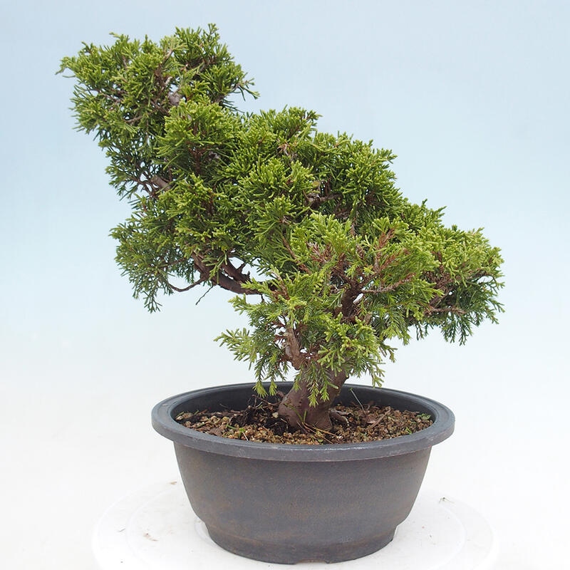 Outdoor bonsai - Juniperus chinensis Itoigawa - Chinese juniper