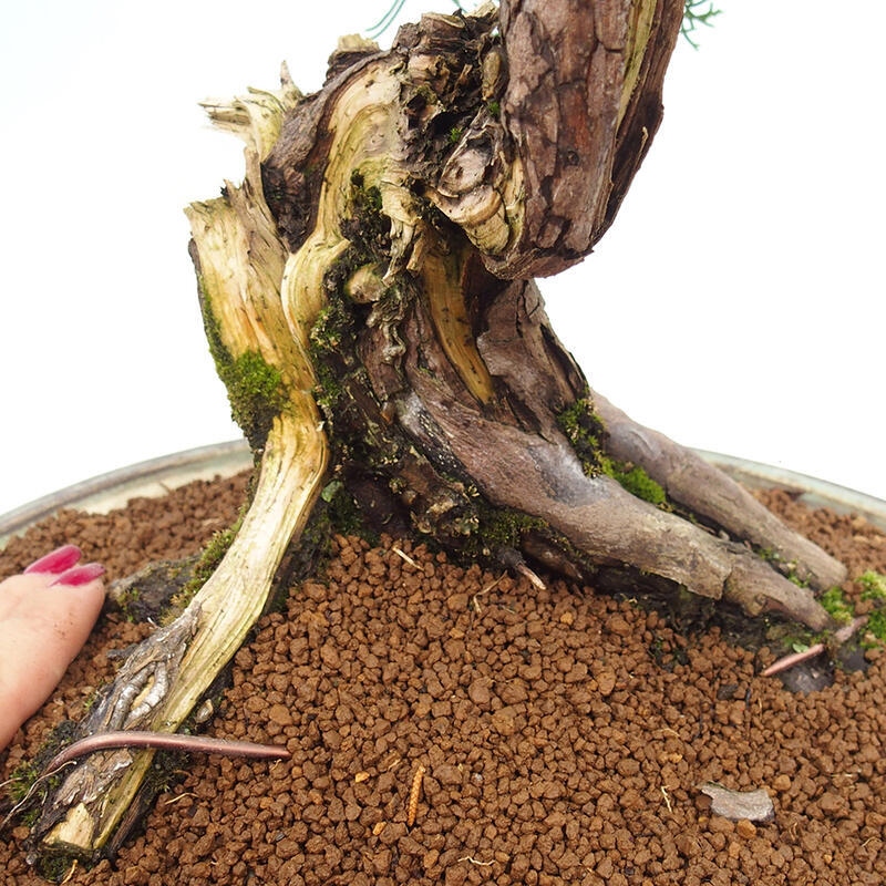 Bonsai im Freien - Juniperus chinensis Itoigawa-Chinesischer Wacholder