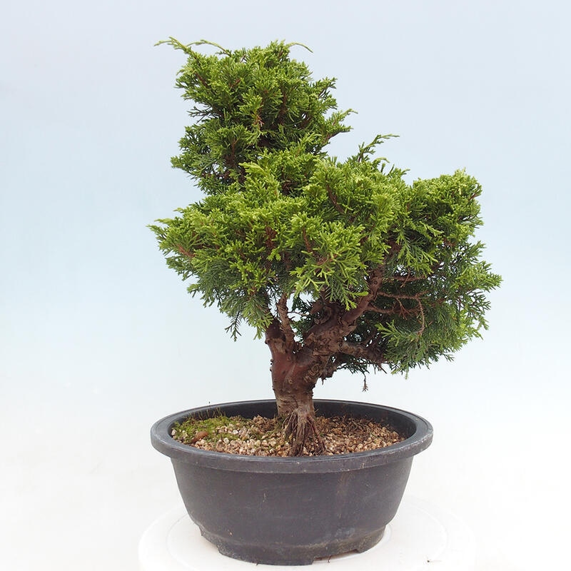 Outdoor bonsai - Juniperus chinensis Itoigawa - Chinese juniper