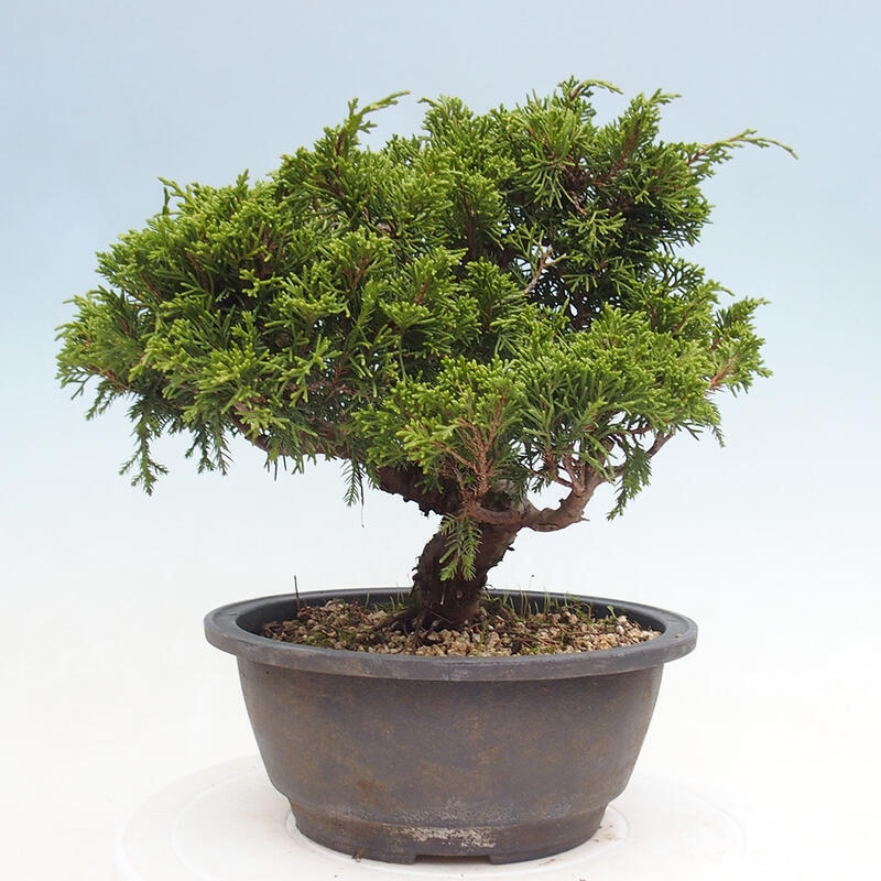 Outdoor bonsai - Juniperus chinensis Itoigawa - Chinese juniper