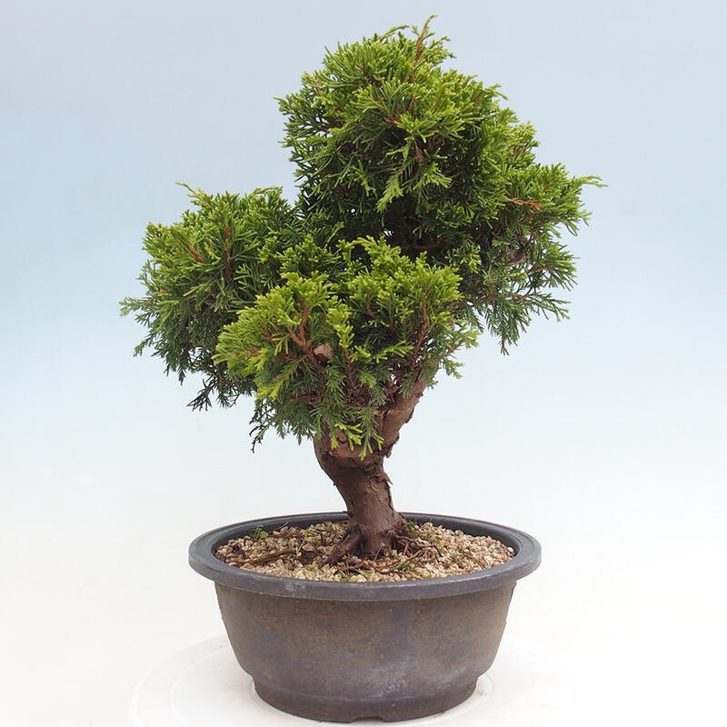 Outdoor bonsai - Juniperus chinensis Itoigawa - Chinese juniper