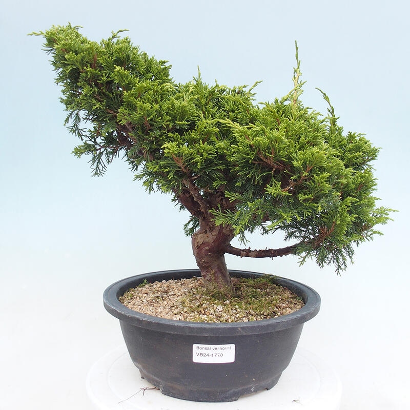 Outdoor bonsai - Juniperus chinensis Itoigawa - Chinese juniper