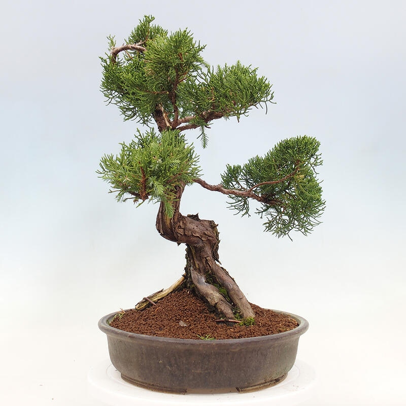 Bonsai im Freien - Juniperus chinensis Itoigawa-Chinesischer Wacholder