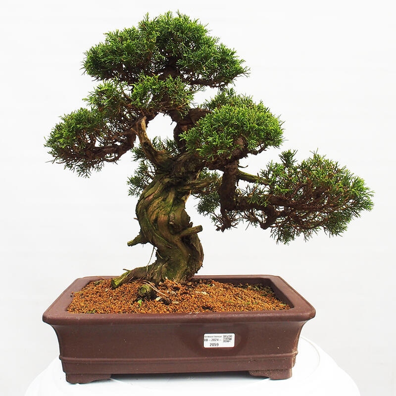 Outdoor bonsai - Juniperus chinensis Itoigawa - Chinese juniper